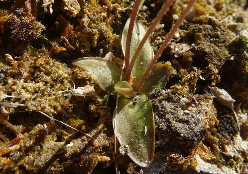 Pinguicula alpina / Pinguicola alpina